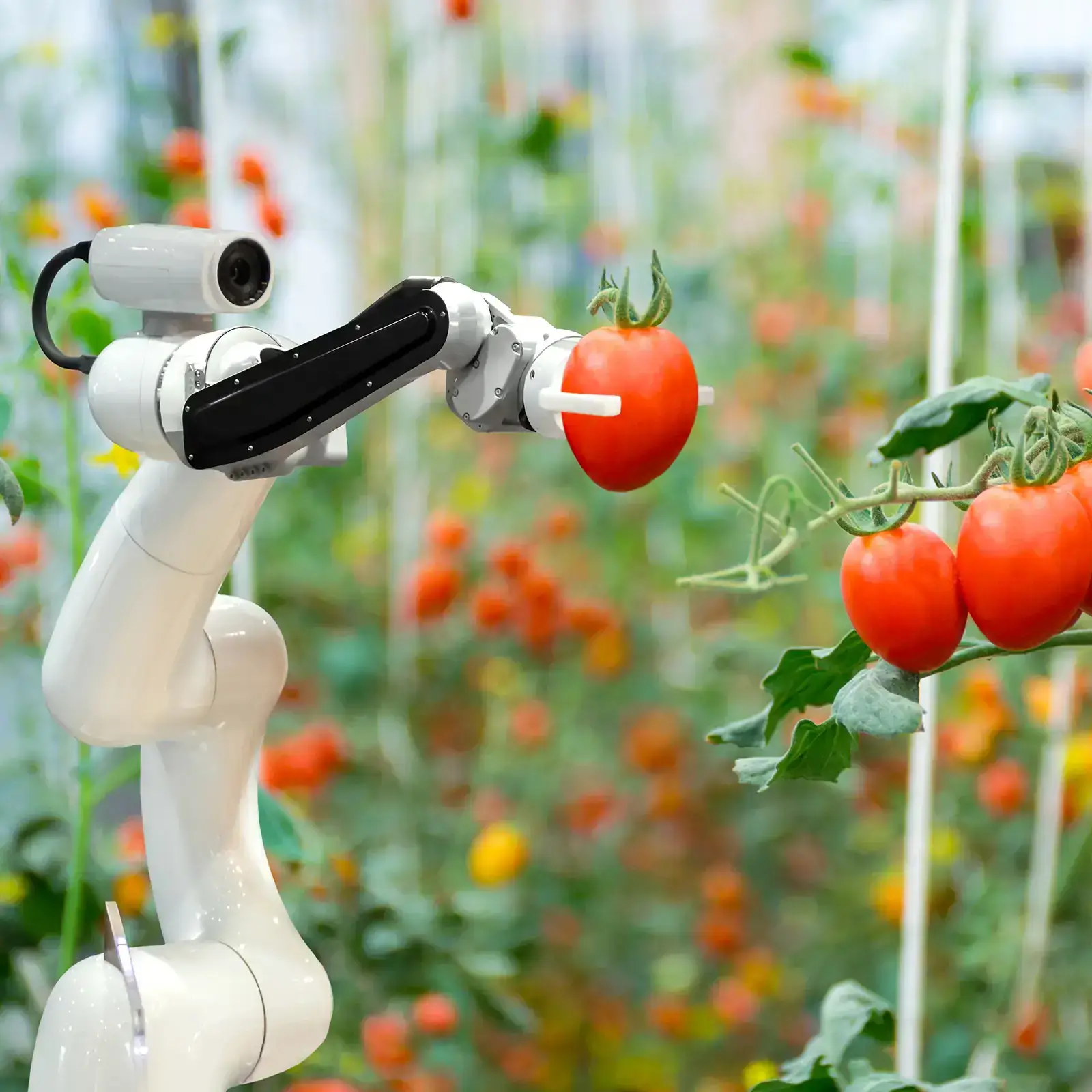 Agriculture